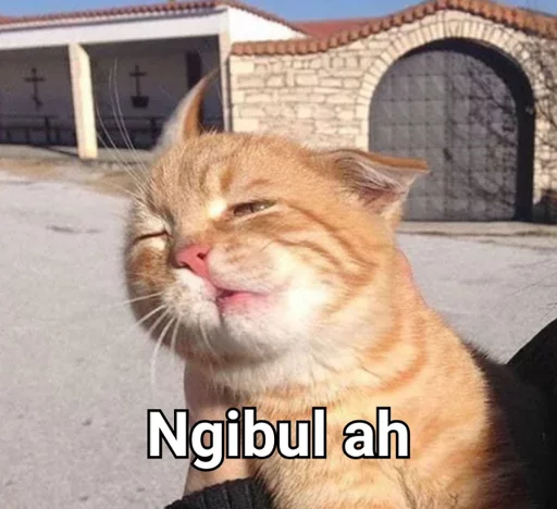 animal mammal cat