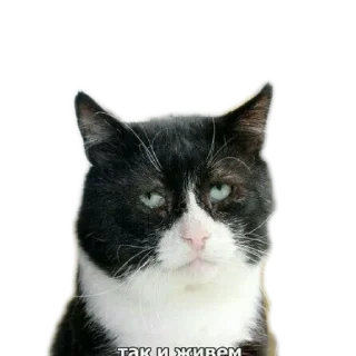Sticker первый - 8