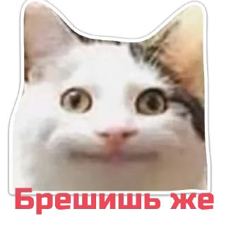 Sticker Echovsky pack - 2