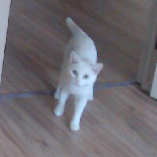 A fucking cat