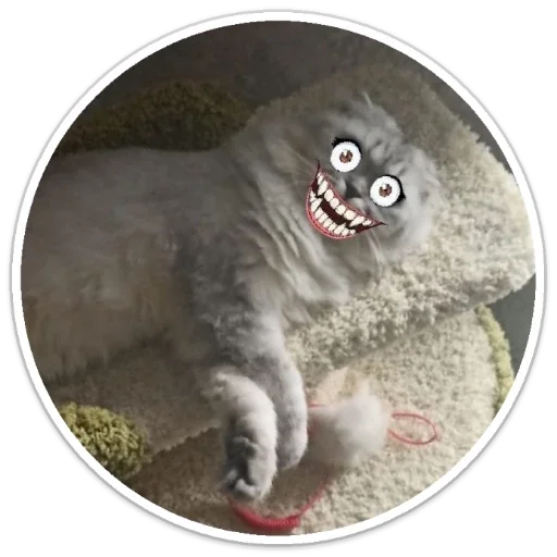 felidae felidae small to medium-sized cats animal