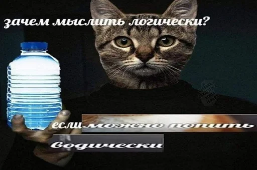 cat animal drinking water