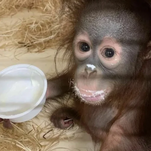 Монкиз 2 🦍 Монкиз 2 🦍 -