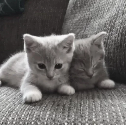 » ✨ cats !!; – » ✨ cats !!; – -