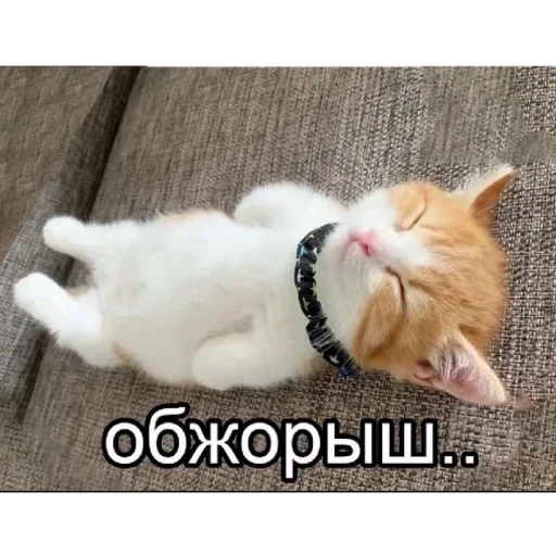 ГИПОТИНУЗА И ГИПЕРБУЛА by @sticat_app ГИПОТИНУЗА И ГИПЕРБУЛА by @sticat_app -