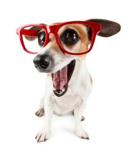 порода собак домашнее животное солнечные очки