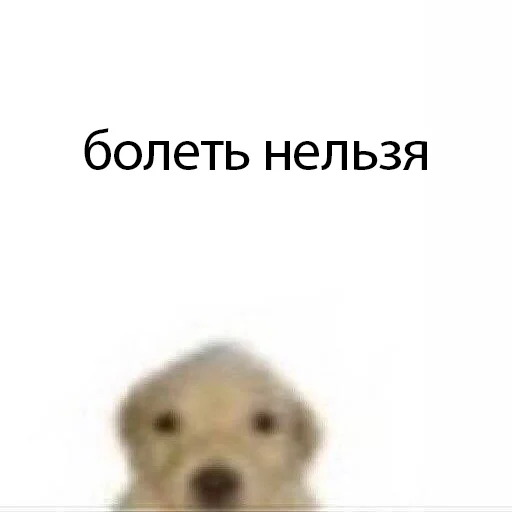 пес пес -