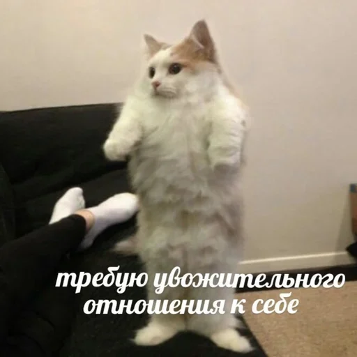 kotiks kotiks -