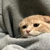 ฅ^•ﻌ•^ฅ ฅ^•ﻌ•^ฅ -