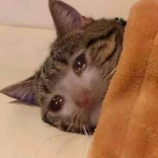 ಥ_ಥ ಥ_ಥ - animal