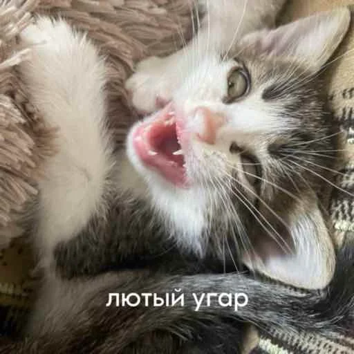 Anastasia’s mood Anastasia’s mood -