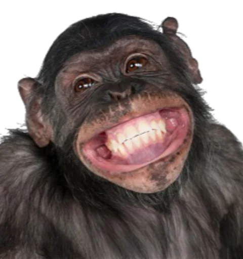 ANIMALOL ANIMALOL -