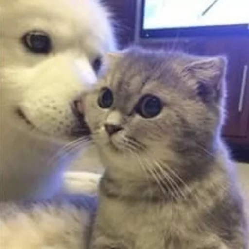 PETS! PETS! -