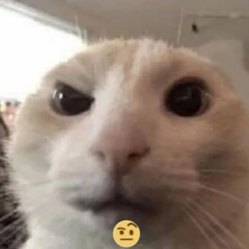 Кот угарный Кот угарный -