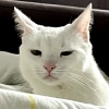Кот Арчи Кот Арчи -