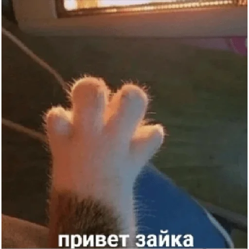 Алишер лох Алишер лох -