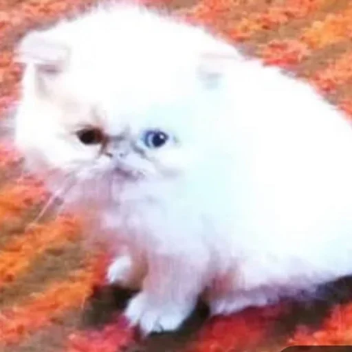котята с авито котята с авито -