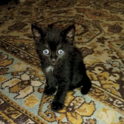 котята с авито котята с авито -