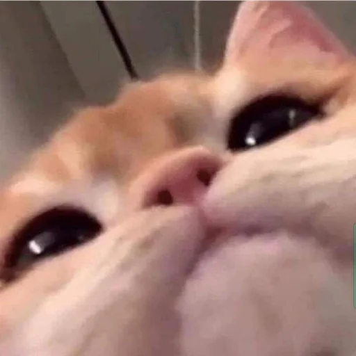 meong meong -