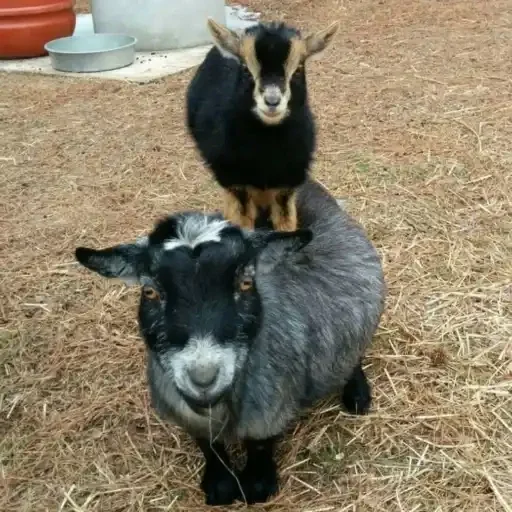 KEKW goat KEKW goat -