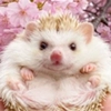 hedgehogs hedgehogs -