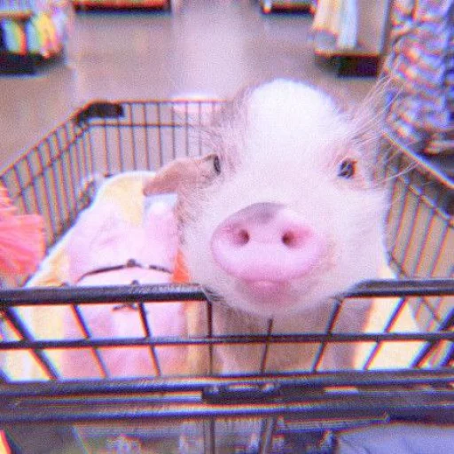 ≛ ૮₍ bαby pigs ₎ა @diarymonchyz ≛ ૮₍ bαby pigs ₎ა @diarymonchyz -