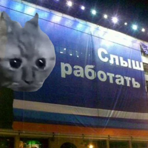 cat cat mammal indoor
