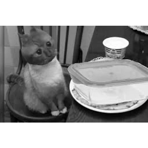 black and white black and white animal white