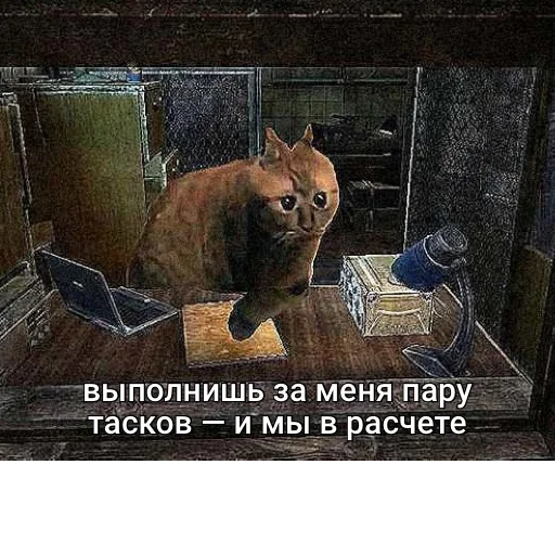 text text cat animal