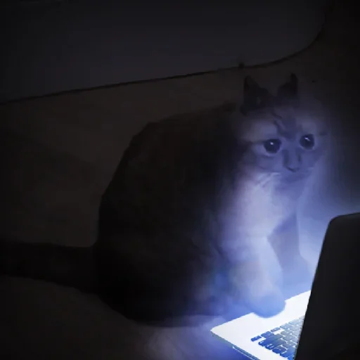 laptop laptop small to medium-sized cats indoor