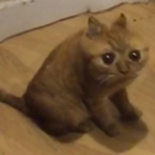 animal animal mammal cat