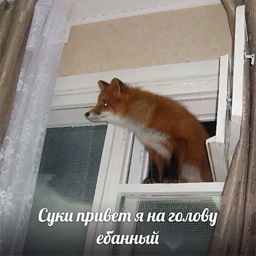 mammal mammal animal fox