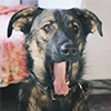 Barking Store Barking Store -