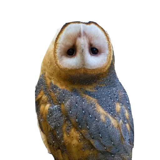 barn owls barn owls -