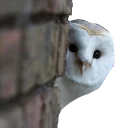 Sticker barn owls - 0