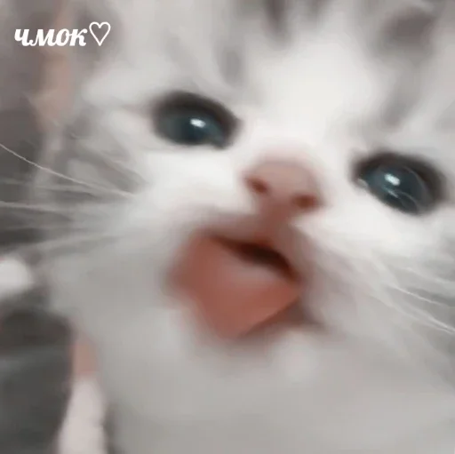 мявк<3 мявк<3 -