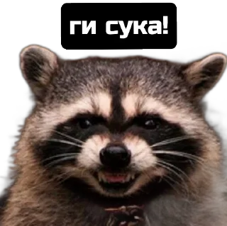 Стикер Єнот🦝 - 10