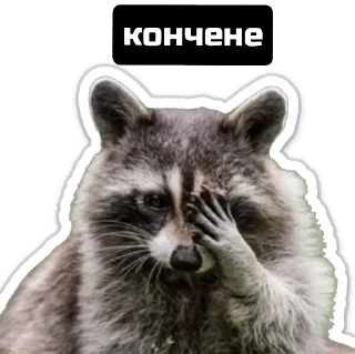 Стикер Єнот🦝 - 2