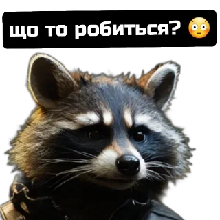 Стикер Єнот🦝 - 7