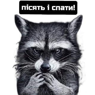 Стикер Єнот🦝 - 6