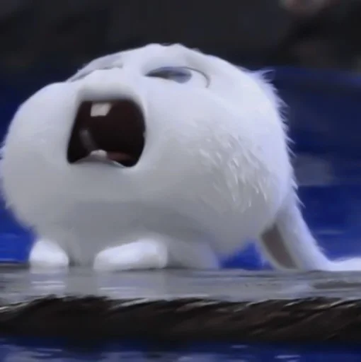 animal animal mammal rabbit