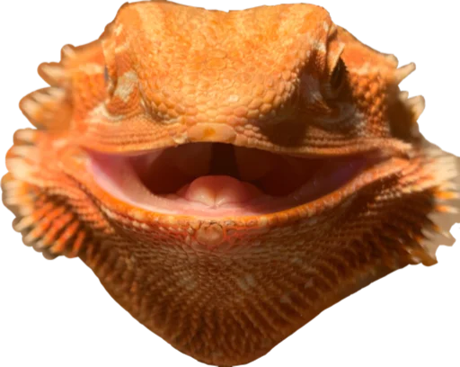 animal animal invertebrate conch