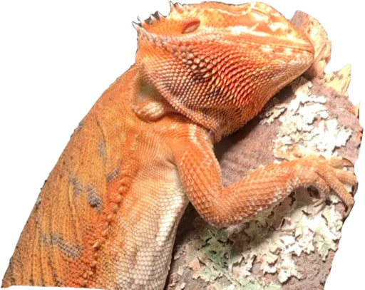 animal animal reptile lizard
