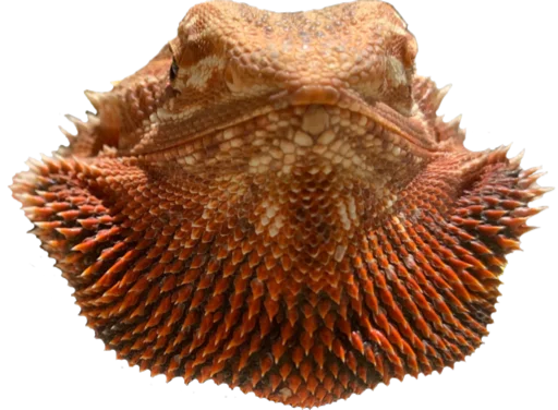 animal animal organism reef