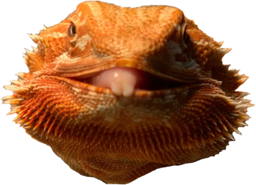 animal animal reptile scaled reptile