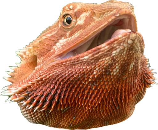 animal animal reptile scaled reptile