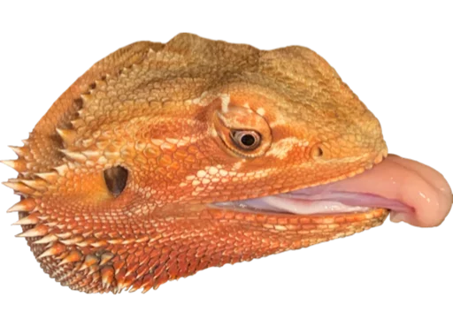 animal animal reptile mammal