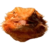 BeardedDragon BeardedDragon -