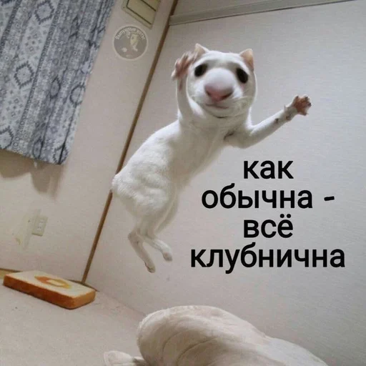 indoor indoor text animal