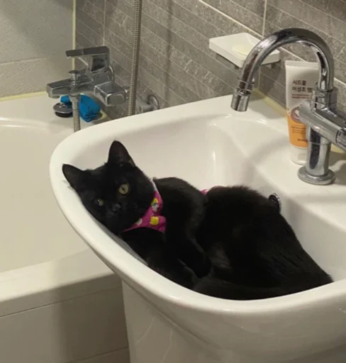 Кошка Кошка -